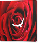 Love - Canvas Print