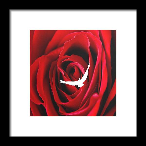 Love - Framed Print